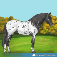 Horse Color:Black Tobiano Near Leopard Rabicano