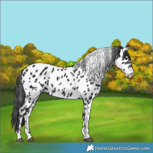 Horse Color:Black Tobiano Appaloosa Rabicano 