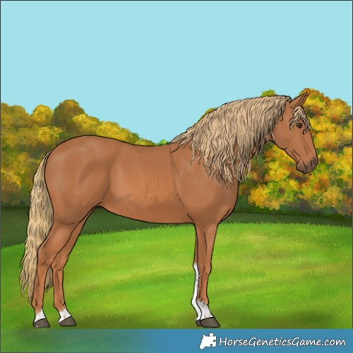 Horse Color:Chestnut Tobiano Rabicano 
