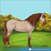 Horse Color:Red Dun Rabicano