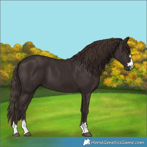 Horse Color:Liver Chestnut 