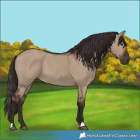 Horse Color:Liver Red Dun