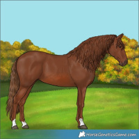 Horse Color:Chestnut 