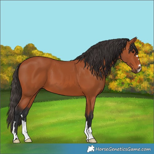 Horse Color:Bay 