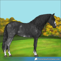 Horse Color:Black 