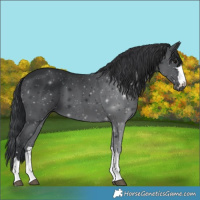 Horse Color:Black 