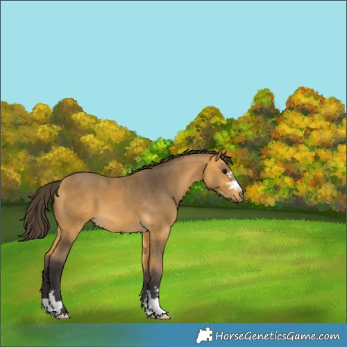 Horse Color:Buckskin 