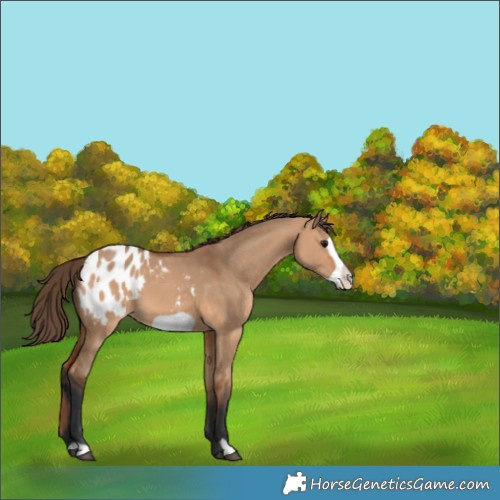 Horse Color:Bay Dun Frame Appaloosa 