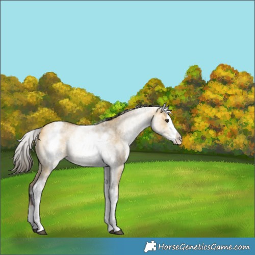Horse Color:White Spotted Buckskin Dun Splash 