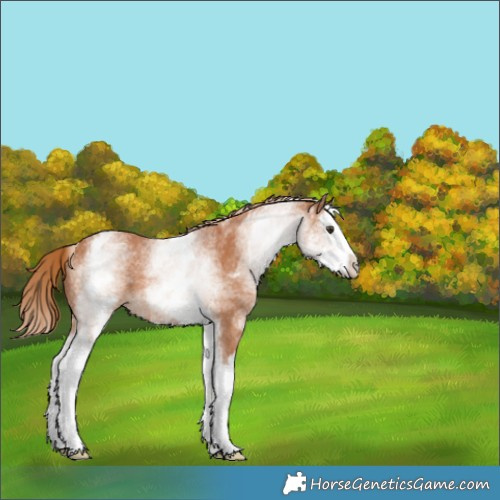 Horse Color:White Spotted Chestnut Splash 