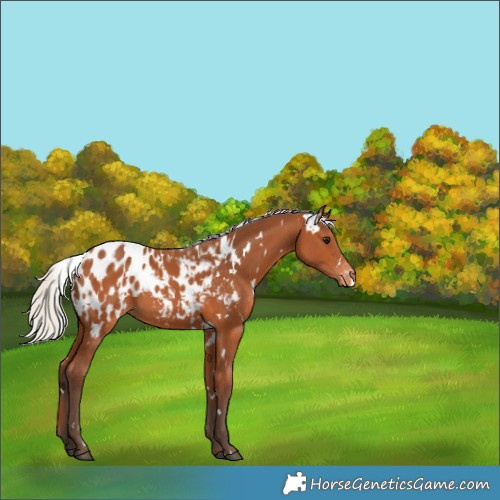 Horse Color:White Spotted Silver Bay Appaloosa 