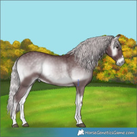 Horse Color:Chocolate Silver Blue Onyx Chinchilla