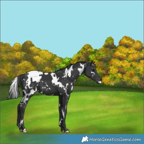 Horse Color:White Spotted Black 