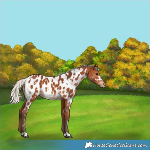 Horse Color:White Spotted Silver Bay Appaloosa 