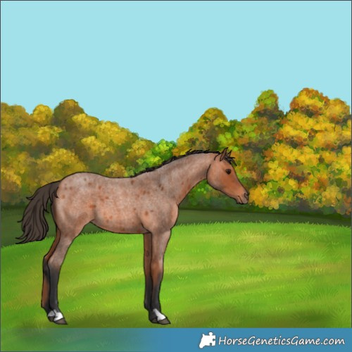 Horse Color:Bay Roan 
