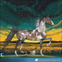 Horse Color:White Spotted Brown Dun Merle