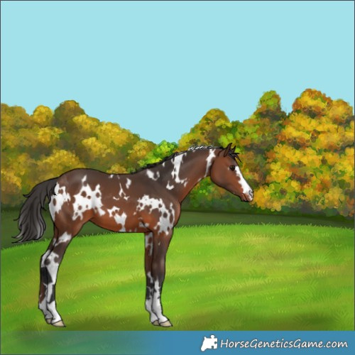 Horse Color:White Spotted Brown 