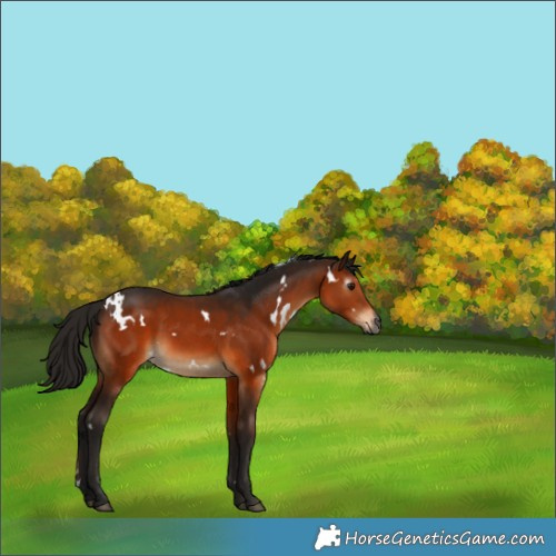 Horse Color:Gray White Spotted Bay 