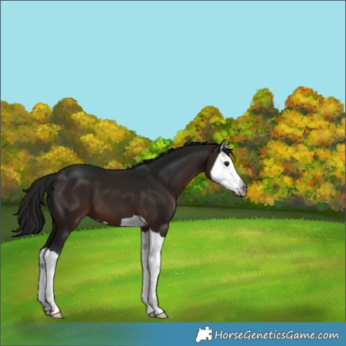 Horse Color:Gray Bay Splash 