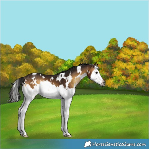 Horse Color:Gray White Spotted Brown Onyx Splash 
