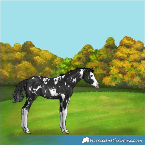 Horse Color:Gray White Spotted Black Splash Rabicano 