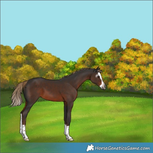 Horse Color:Gray Liver Chestnut Splash 