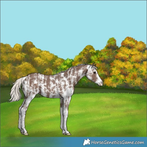Horse Color:Silver Black Sabino 