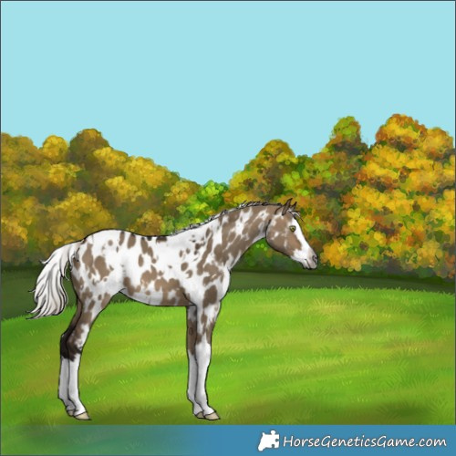 Horse Color:Gray White Spotted Silver Brown Dun Splash Appaloosa 
