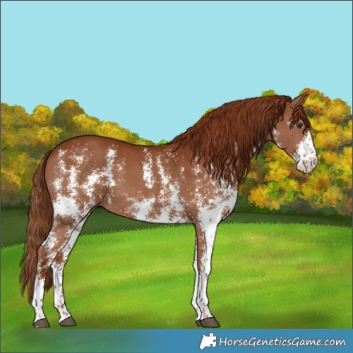 Horse Color:Chestnut Sabino