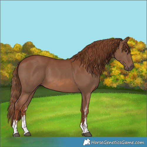 Horse Color:Chestnut Sabino 