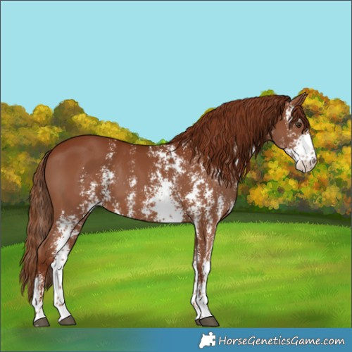Horse Color:Chestnut Sabino 