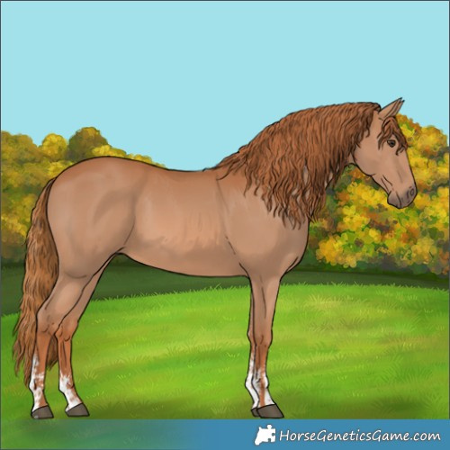 Horse Color:Chestnut Sabino