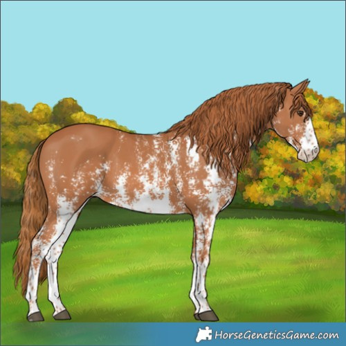 Horse Color:Chestnut Sabino 