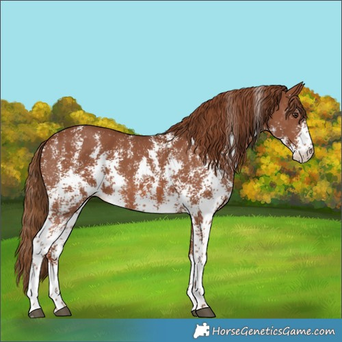 Horse Color:Chestnut Sabino 