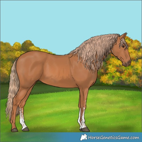 Horse Color:Chestnut Sabino