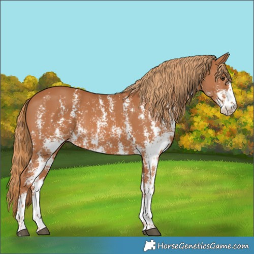 Horse Color:Chestnut Sabino 