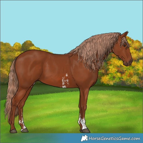 Horse Color:Chestnut Sabino 