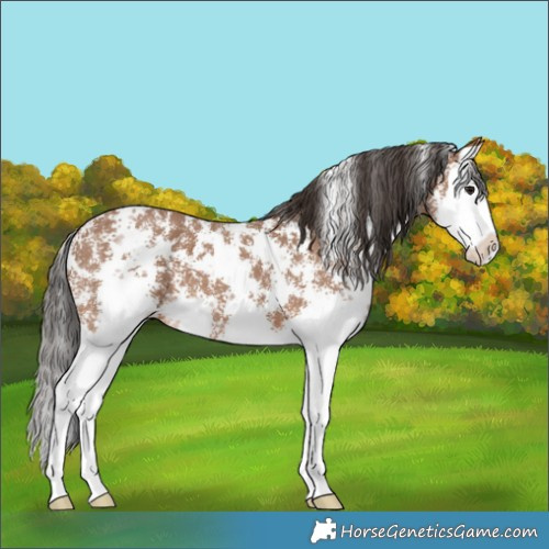 Horse Color:Bay Sabino Splash 