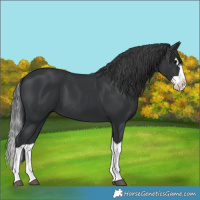 Horse Color:Black Splash