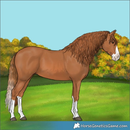 Horse Color:Chestnut Splash 