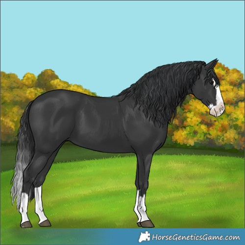 Horse Color:Black Splash 