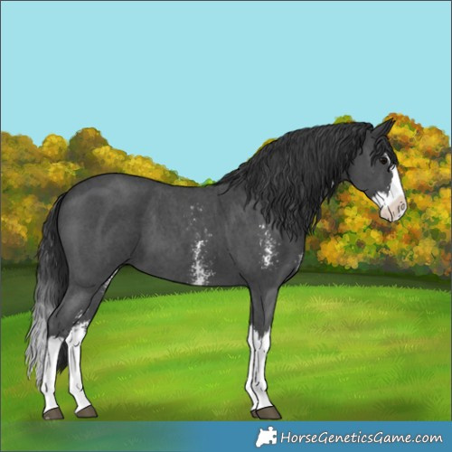 Horse Color:Black Sabino Splash 