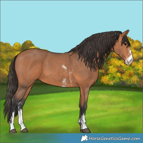 Horse Color:Bay Sabino 