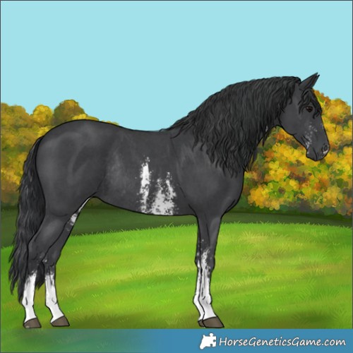 Horse Color:Black Sabino Rabicano