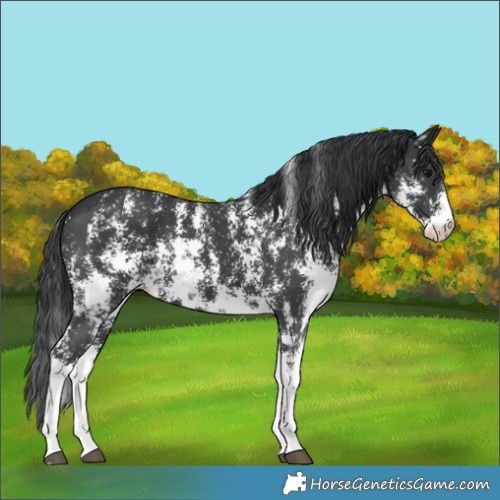 Horse Color:Black Sabino 