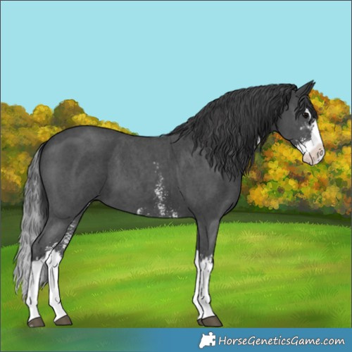 Horse Color:Black Sabino Splash 