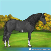 Horse Color:Black Sabino 