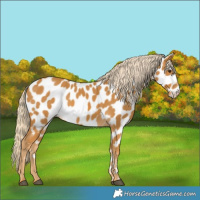 Horse Color:Palomino Appaloosa