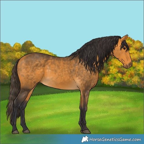 Horse Color:Buckskin 