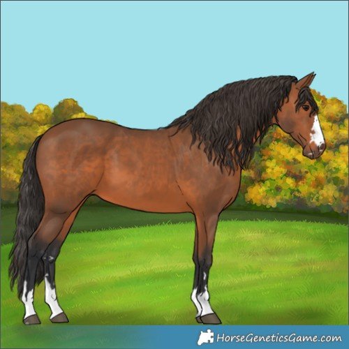 Horse Color:Bay 